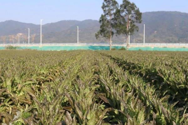 种莴笋用什么土，选择肥沃深厚的土壤为佳