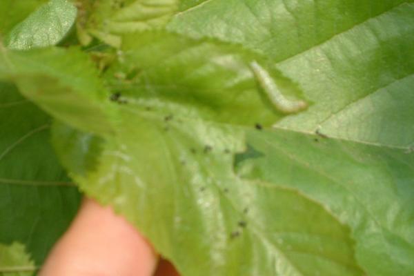 桑蓟马的发生特点，夏秋高温干旱季节被害程度重