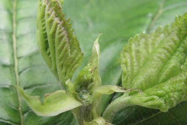 桑蓟马的发生特点，夏秋高温干旱季节被害程度重