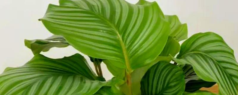 苹果竹芋焦边的原因，可能是气温过高、空气湿度过小所致