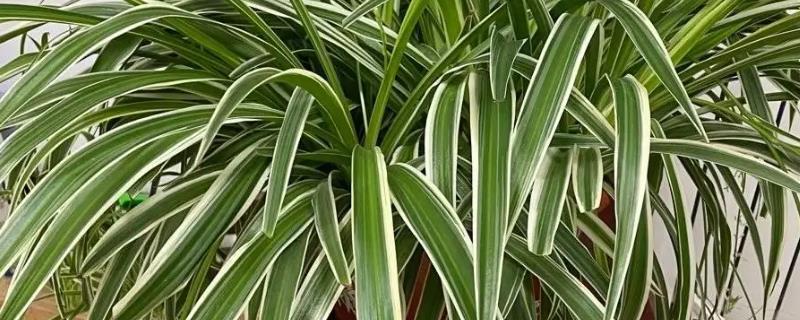 绿植的种类有哪些，常见的有绿萝、银苞芋、散尾葵等