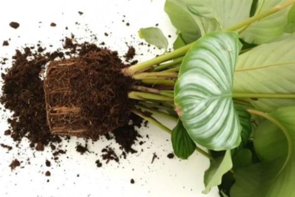 苹果竹芋焦边的原因，可能是气温过高、空气湿度过小所致