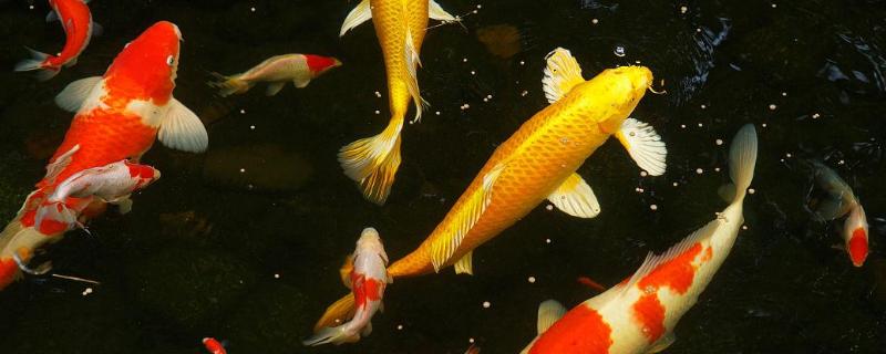 有什么适合家养且漂亮的冷水鱼，锦鲤、金鱼、中国斗鱼等品种值得选择