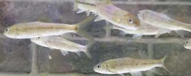 裂腹鱼的市场价格，一斤需要80-100元左右