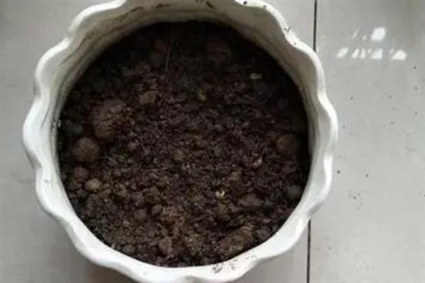 如意吉利红的养殖方法，将温度保持在20℃左右可加快生长
