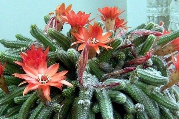 毛毛虫花怎么养，生长需要确保每天充足的日晒