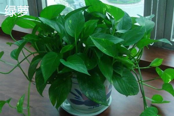 绿植的种类有哪些,常见的有绿萝、银苞芋、散尾葵等