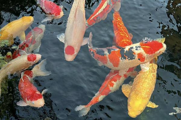 有什么适合家养且漂亮的冷水鱼，锦鲤、金鱼、中国斗鱼等品种值得选择