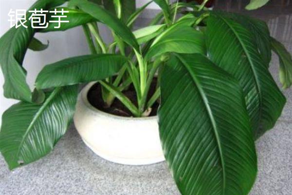 绿植的种类有哪些,常见的有绿萝、银苞芋、散尾葵等