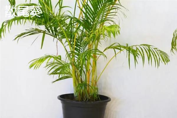 绿植的种类有哪些,常见的有绿萝、银苞芋、散尾葵等