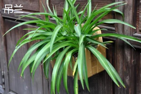 绿植的种类有哪些,常见的有绿萝、银苞芋、散尾葵等