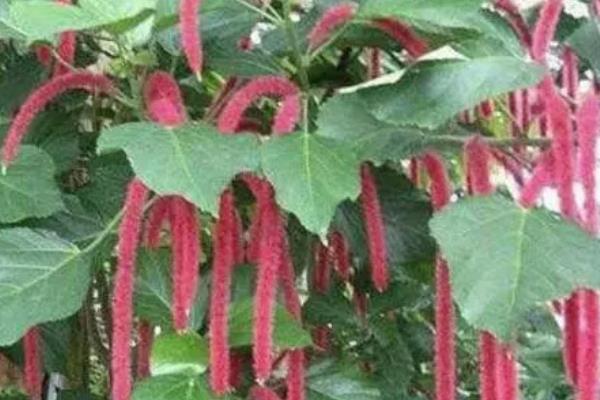 毛毛虫花怎么养，生长需要确保每天充足的日晒