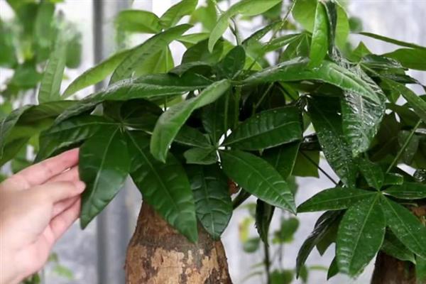 绿植的种类有哪些,常见的有绿萝、银苞芋、散尾葵等