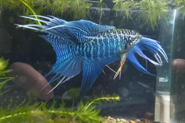 有什么适合家养且漂亮的冷水鱼，锦鲤、金鱼、中国斗鱼等品种值得选择