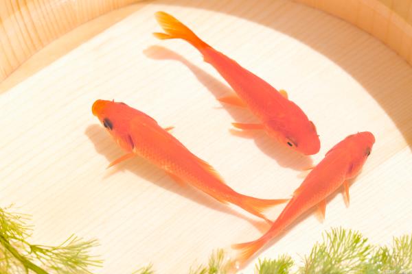 有什么适合家养且漂亮的冷水鱼，锦鲤、金鱼、中国斗鱼等品种值得选择