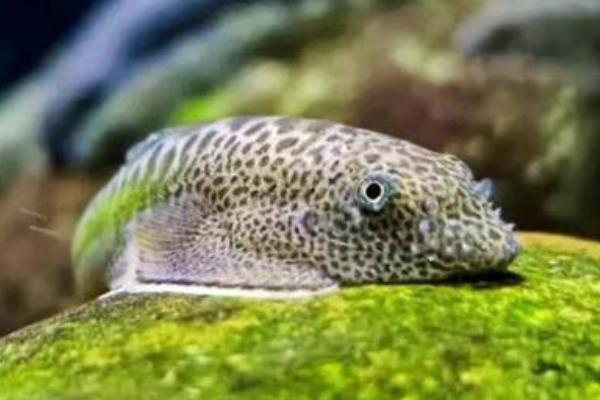 有什么适合家养且漂亮的冷水鱼，锦鲤、金鱼、中国斗鱼等品种值得选择