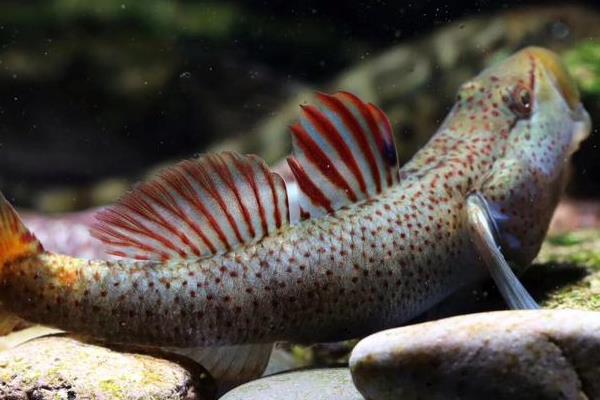 有什么适合家养且漂亮的冷水鱼，锦鲤、金鱼、中国斗鱼等品种值得选择