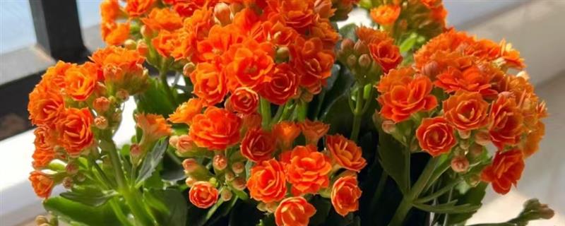 长寿花好养吗，长寿花好养