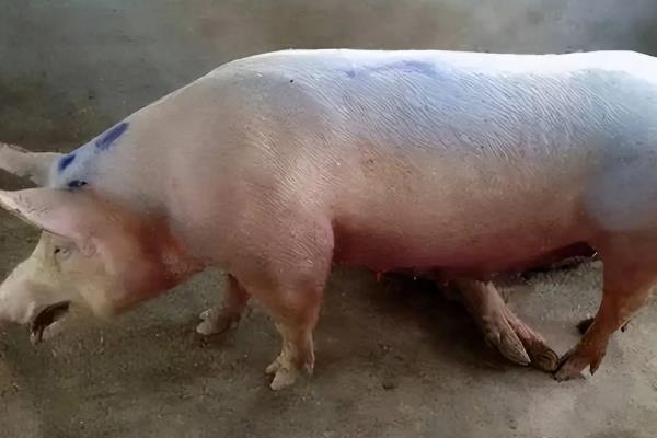 猪可以长到多少斤，可以长到300斤左右