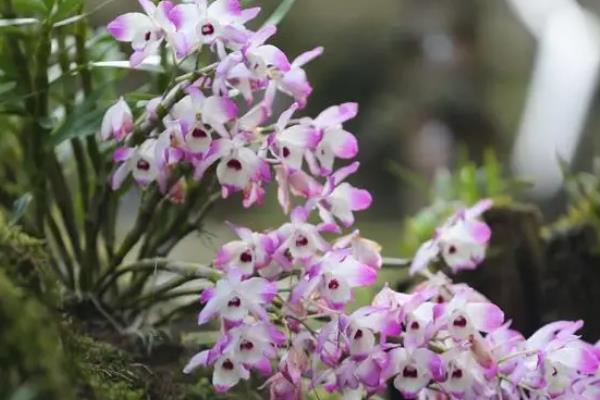 石斛开花的寓意，寓意吉祥、美丽等