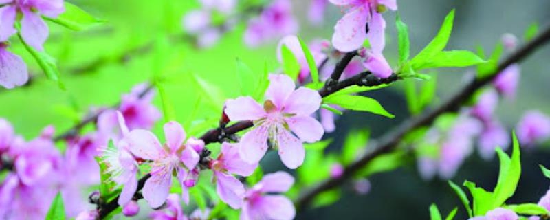 春天除了桃花还有哪些花，还有迎春花、丁香花等