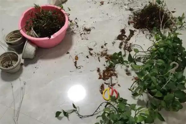 绿萝怎么养殖才可以爆盆，建议每隔三年换盆一次