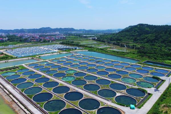 有养殖的中华鲟吗，在怀柔、宁乡等地有鲟鱼养殖基地