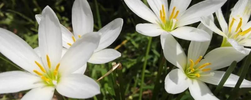白兰花叶子有黑斑的原因，可能是得了黄化病、炭疽病等