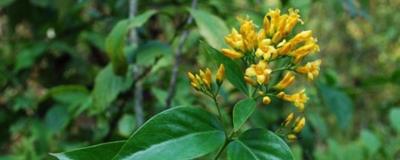 断肠草和金银花的区别是什么，形态、触感均不同