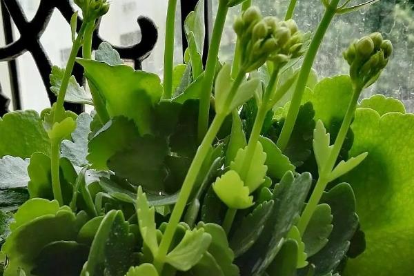 长寿花好养吗，长寿花好养