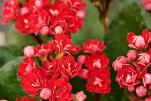 长寿花好养吗，长寿花好养