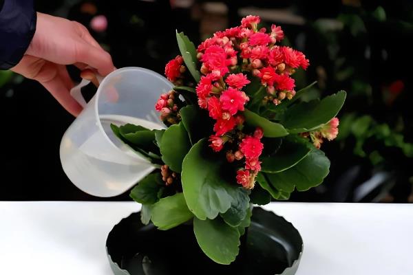 长寿花好养吗，长寿花好养