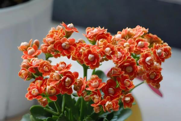 长寿花好养吗，长寿花好养