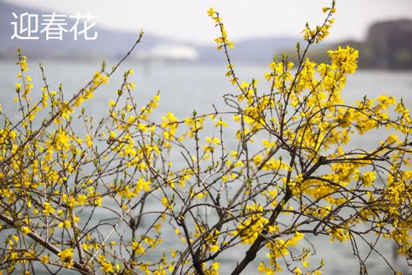 春天除了桃花还有哪些花，还有迎春花、丁香花等