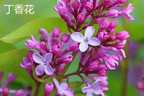 春天除了桃花还有哪些花，还有迎春花、丁香花等