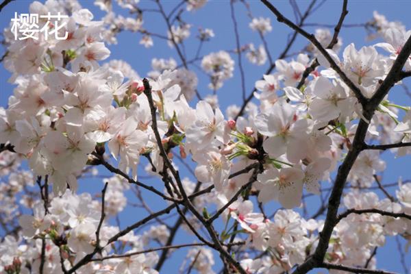 春天除了桃花还有哪些花，还有迎春花、丁香花等