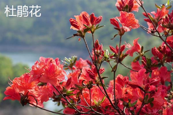 春天除了桃花还有哪些花，还有迎春花、丁香花等