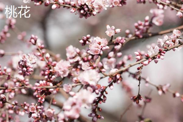 春天除了桃花还有哪些花，还有迎春花、丁香花等