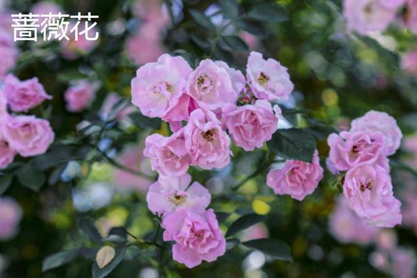 春天除了桃花还有哪些花，还有迎春花、丁香花等