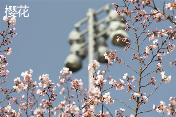 春天除了桃花还有哪些花，还有迎春花、丁香花等