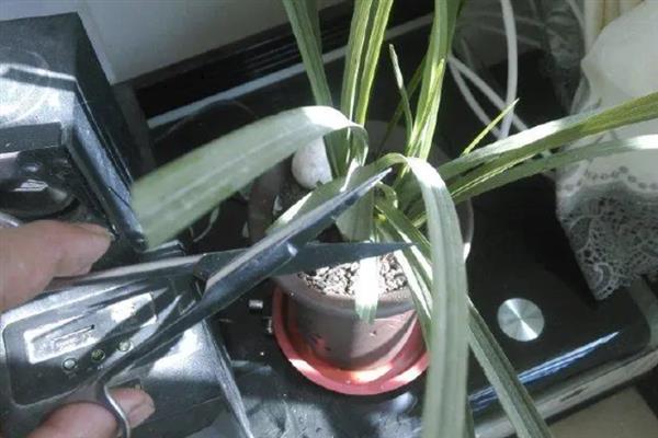 惠兰开花期如何养护，适合生长在光照充足的环境