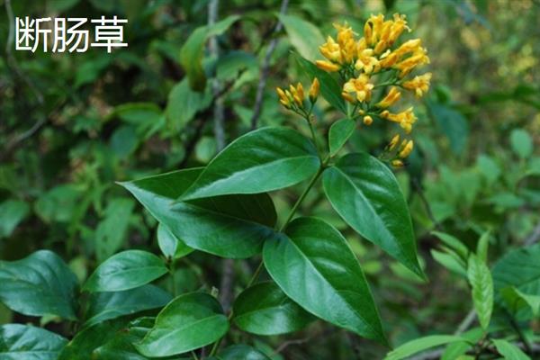 断肠草和金银花的区别是什么，形态、触感均不同