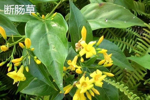 断肠草和金银花的区别是什么，形态、触感均不同