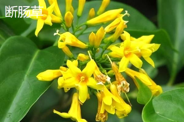 断肠草和金银花的区别是什么，形态、触感均不同