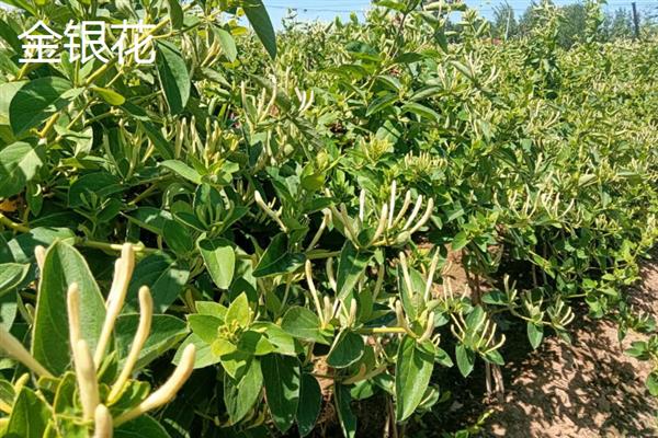 断肠草和金银花的区别是什么，形态、触感均不同