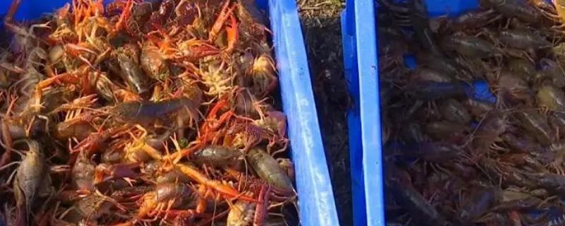 小龙虾的产地，江苏盱眙、湖北潜江的小龙虾比较出名