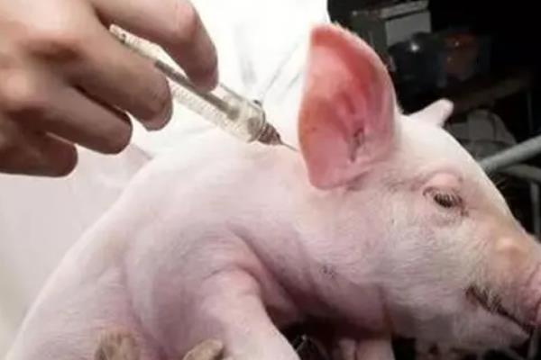 猪传染性胸膜肺炎如何预防，首先要做好猪舍卫生工作