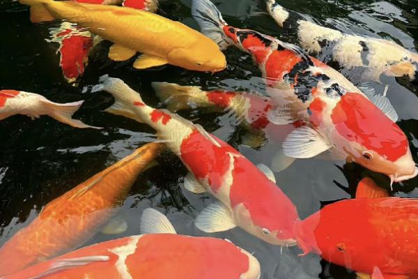 10米的水深适合养什么鱼，适合养草鱼、鲫鱼、鲤鱼