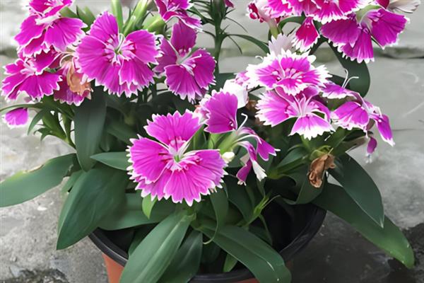 盆栽石竹的养殖要点,生长期间每隔14天追施一次肥液