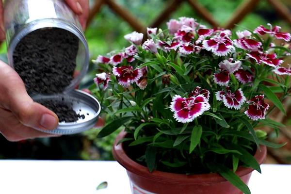 盆栽石竹的养殖要点,生长期间每隔14天追施一次肥液